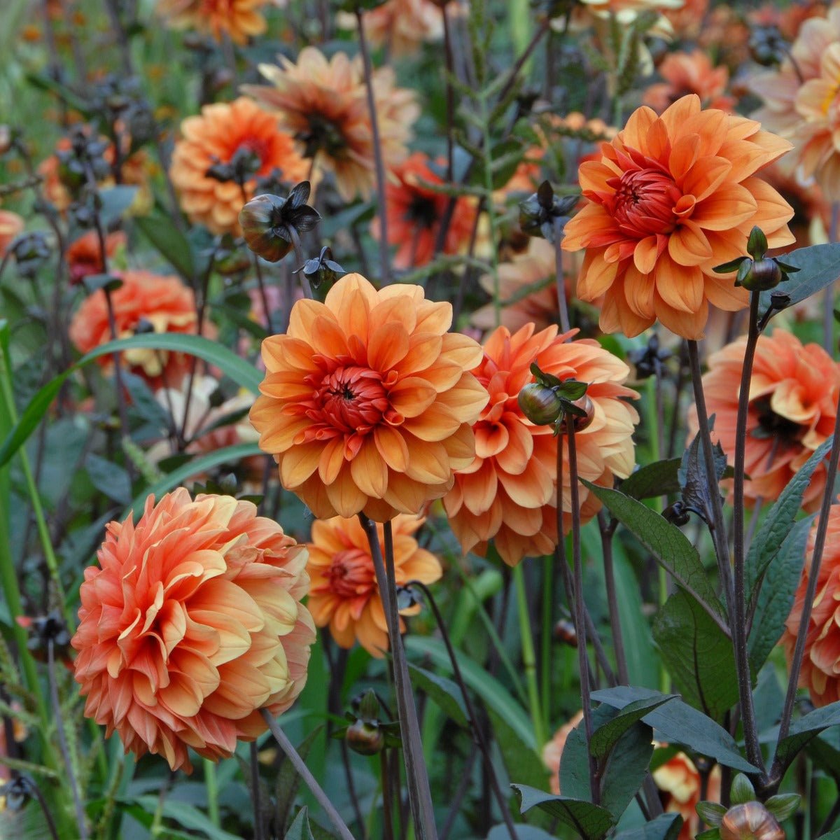 Dahlia David Howard - Dahlias - Fluwel