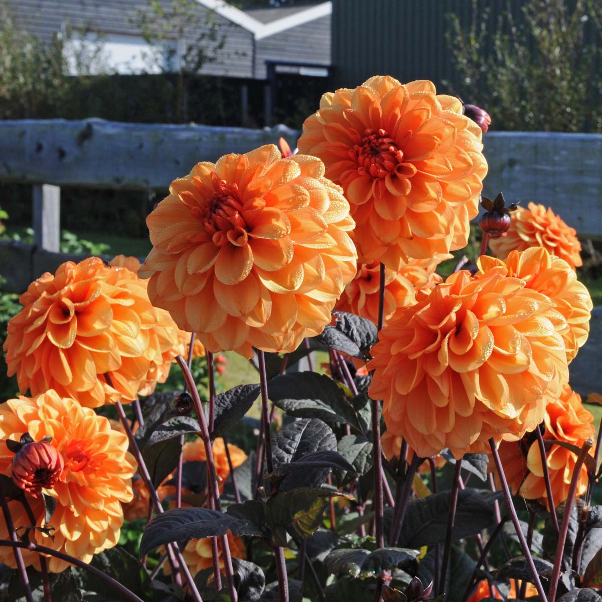 Dahlia David Howard - Dahlias - Fluwel
