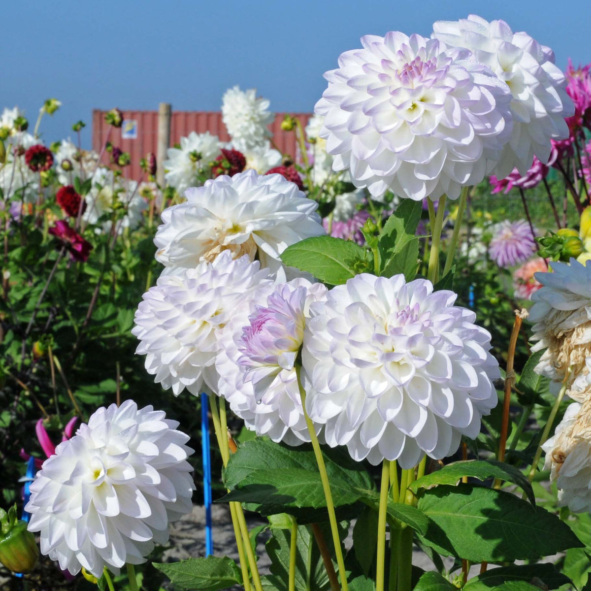 Dahlia Eveline - Dahlias - Fluwel
