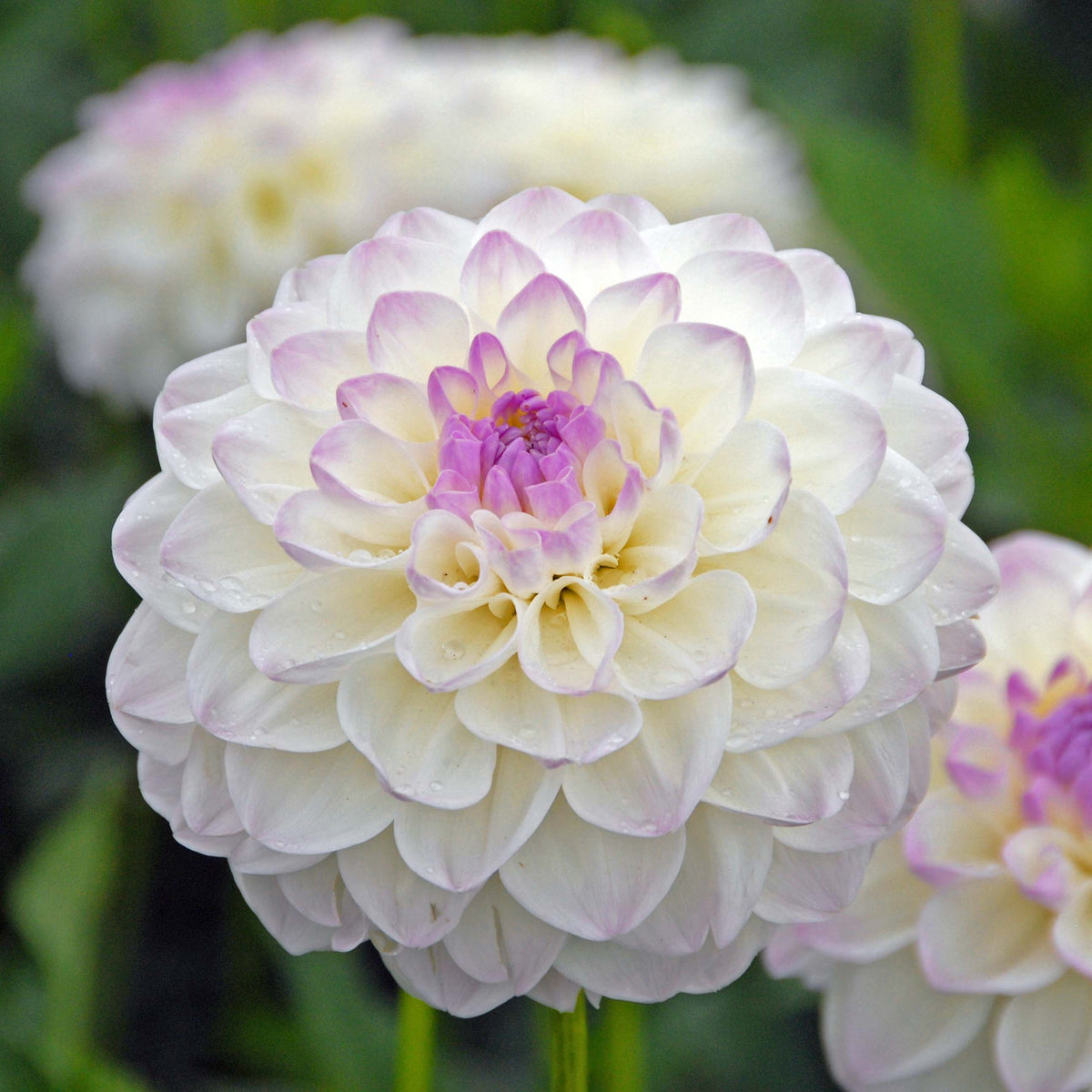 Dahlia Eveline - Dahlias - Fluwel