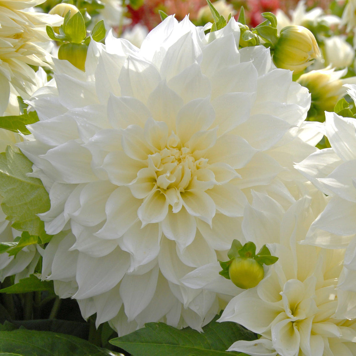 Dahlia Fleurel - Dahlias - Fluwel