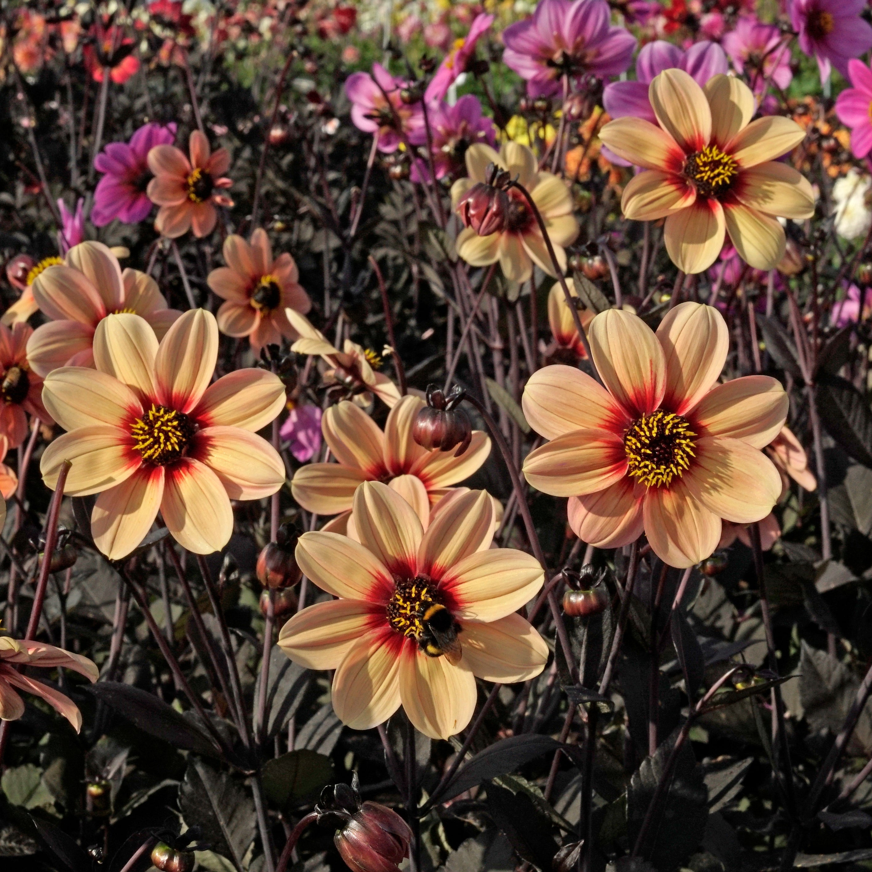Dahlia Happy Single Kiss - Dahlias - Fluwel