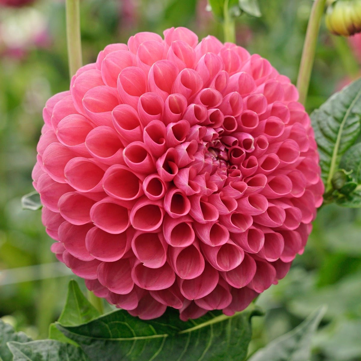 Dahlia Jowey Frambo - Dahlias - Fluwel