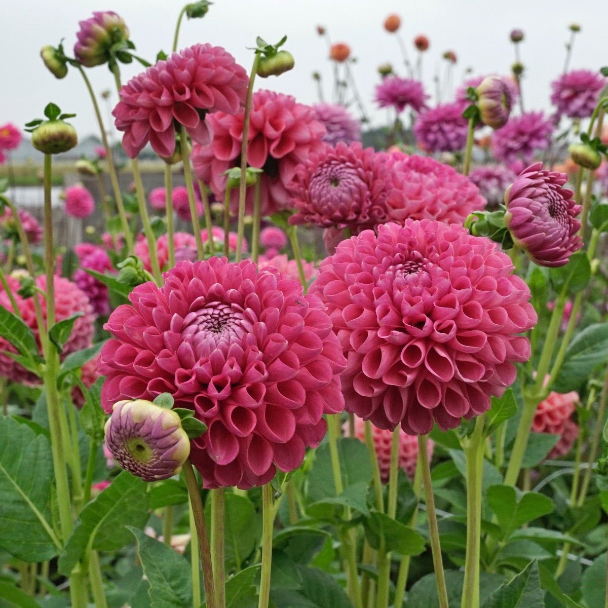Dahlia Jowey Frambo - Dahlias - Fluwel