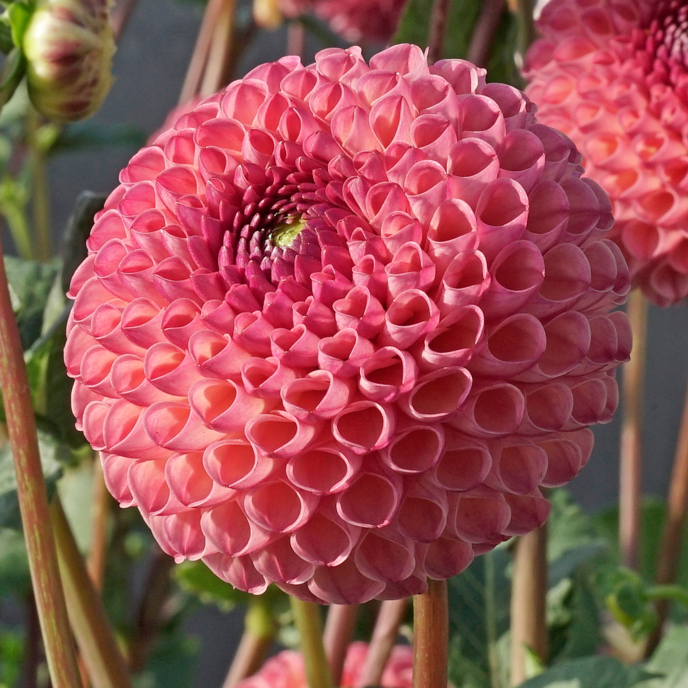 Dahlia Jowey Winnie - Dahlias - Fluwel