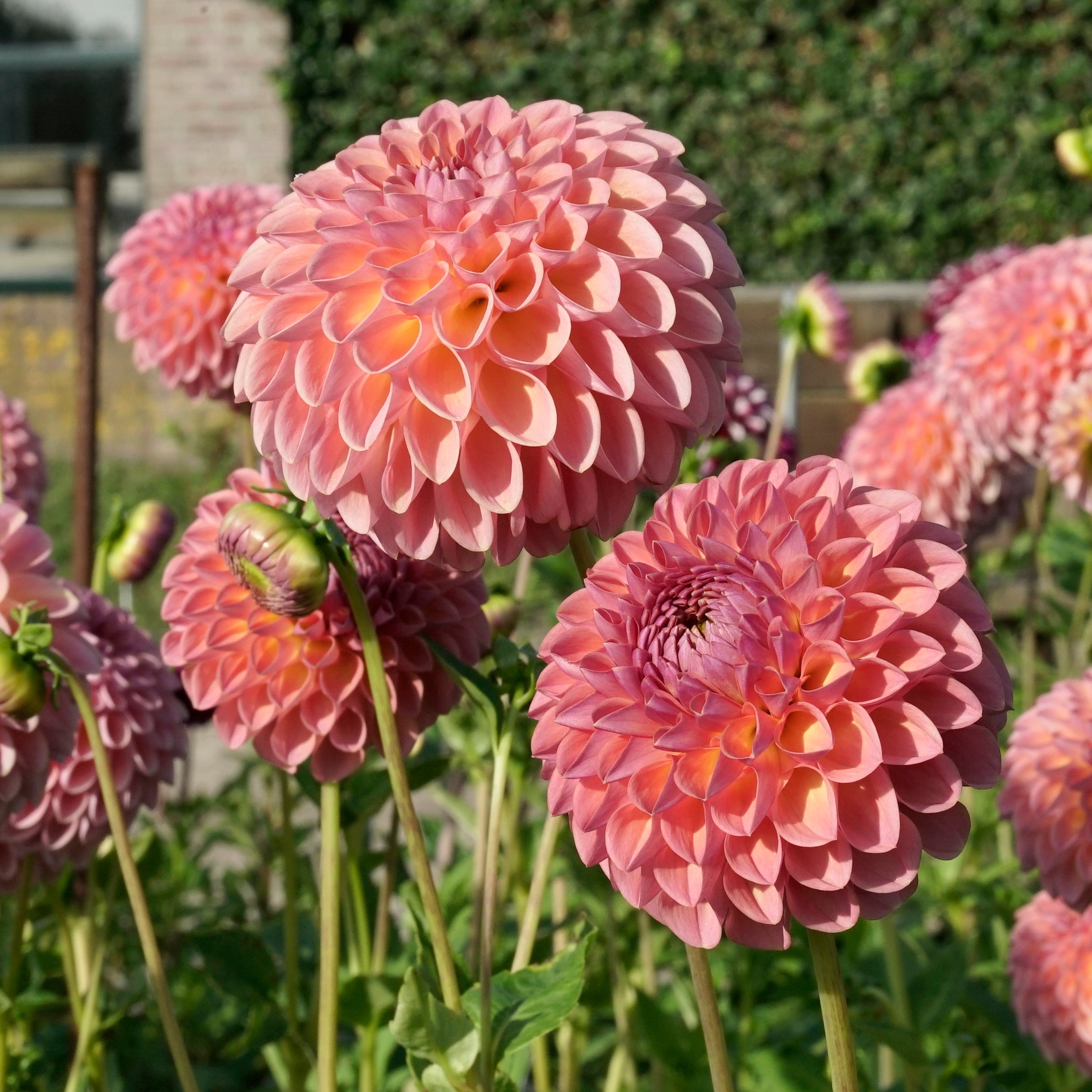 Dahlia Jowey Winnie - Dahlias - Fluwel