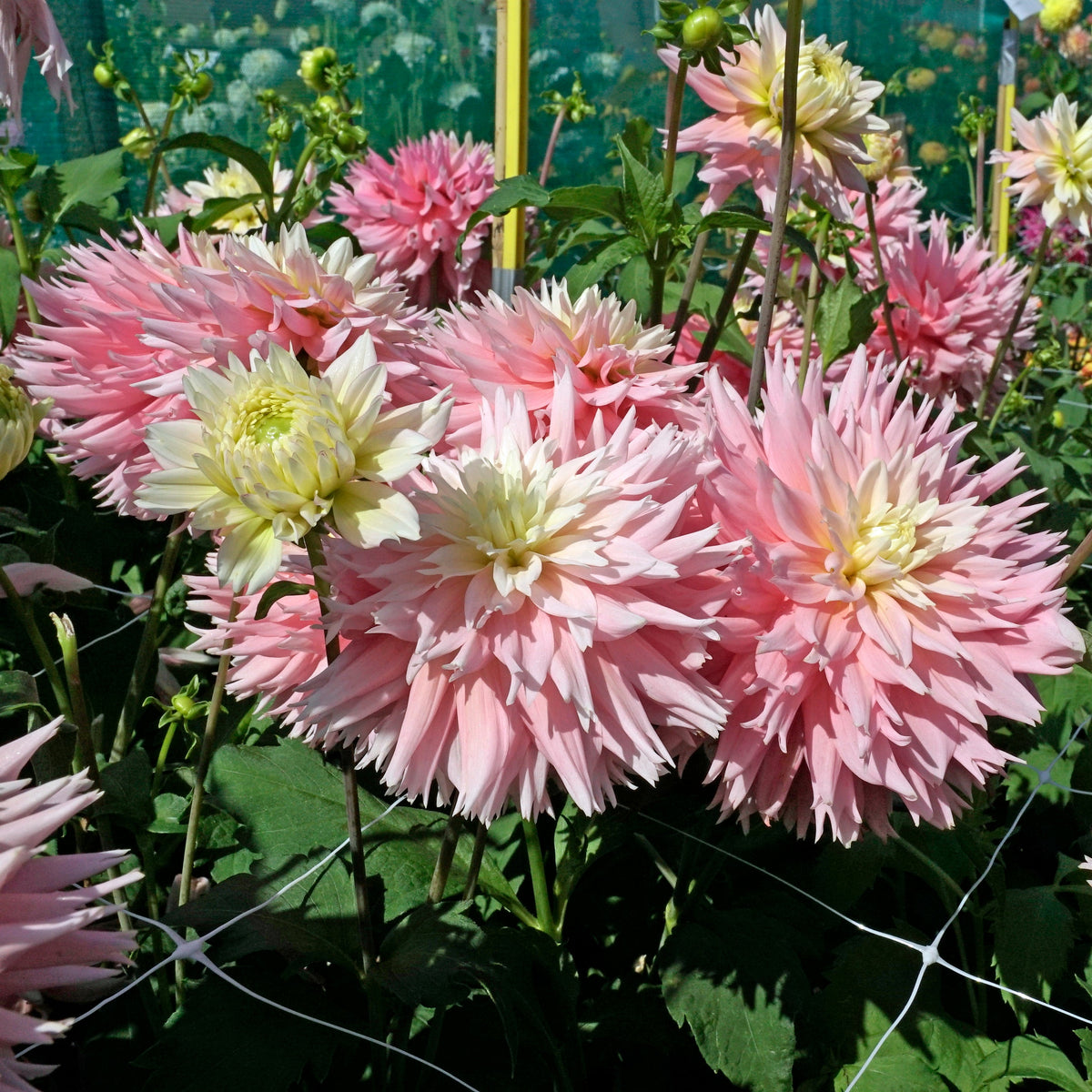 Dahlia Just Married - Dahlias - Fluwel