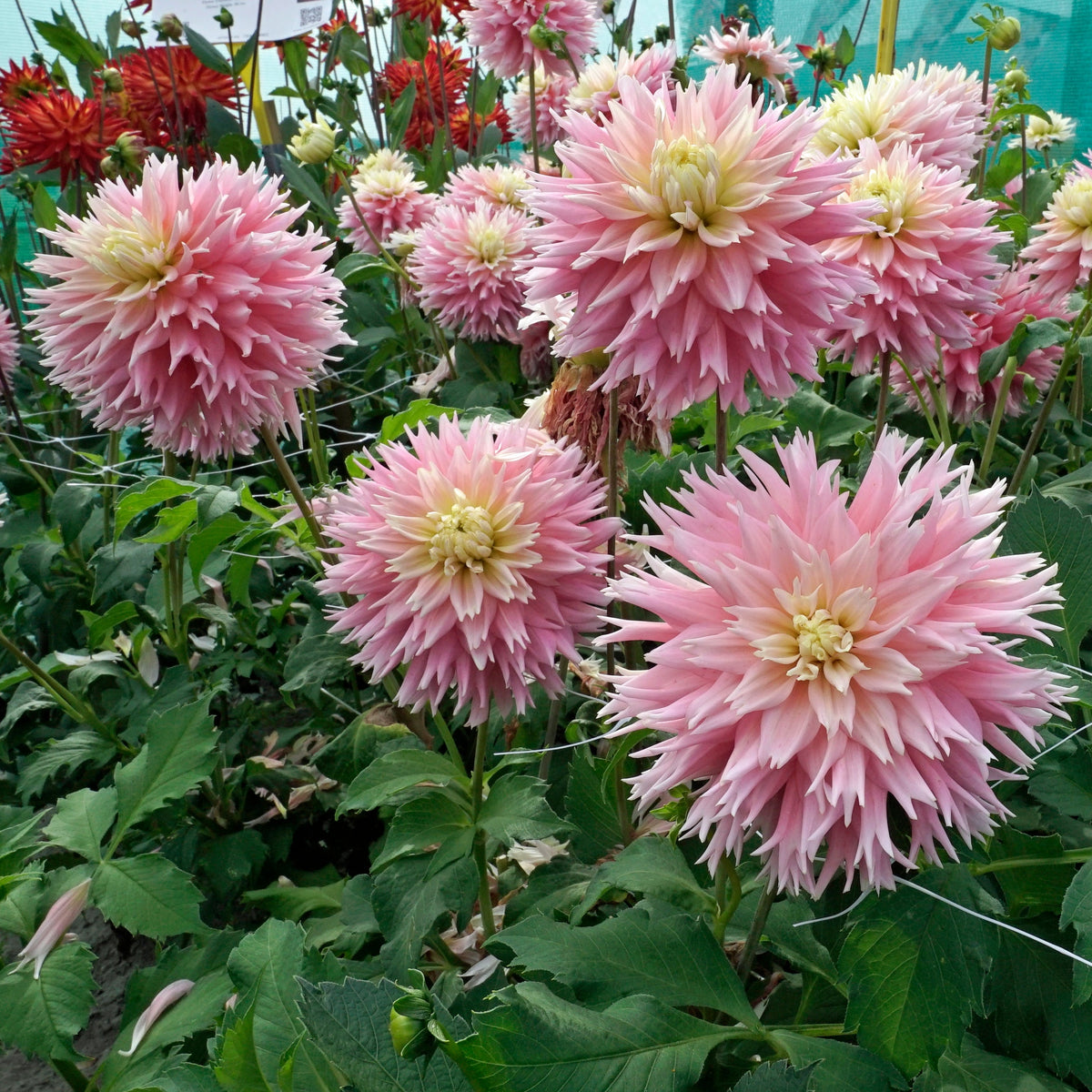 Dahlia Just Married - Dahlias - Fluwel