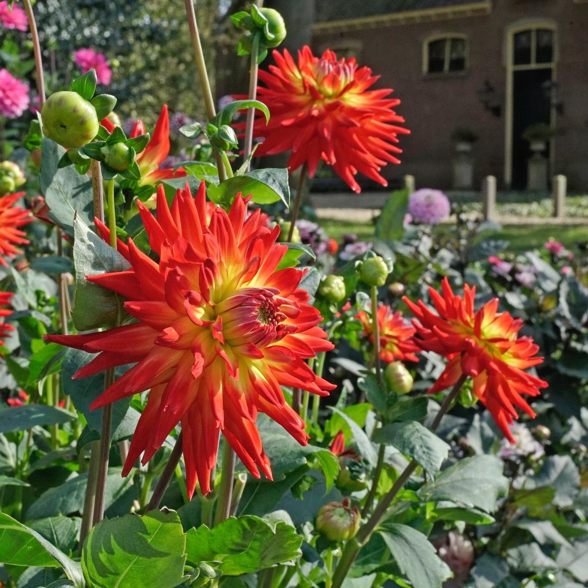 Dahlia Karma Bon Bini - Dahlias - Fluwel