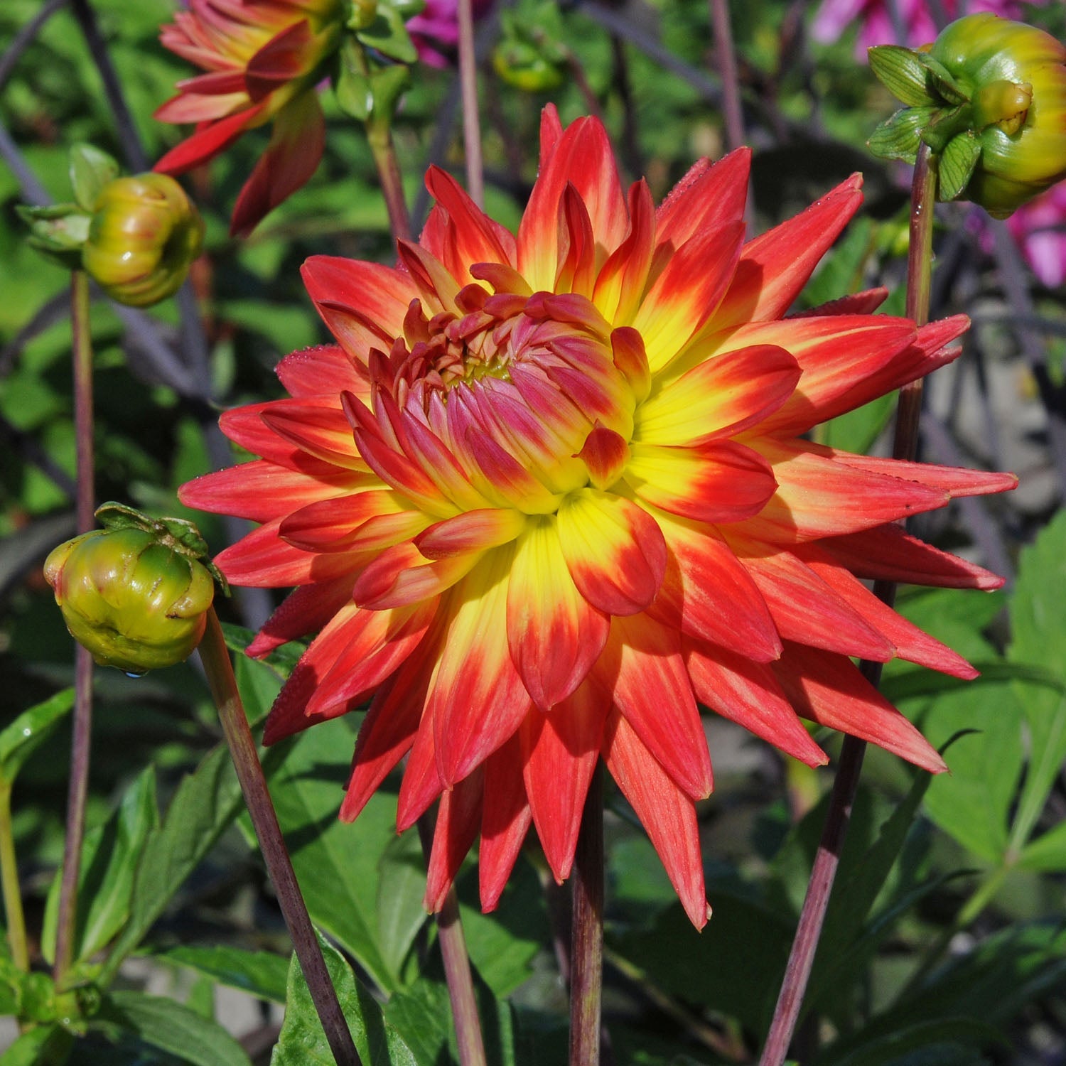 Dahlia Karma Bon Bini - Dahlias - Fluwel
