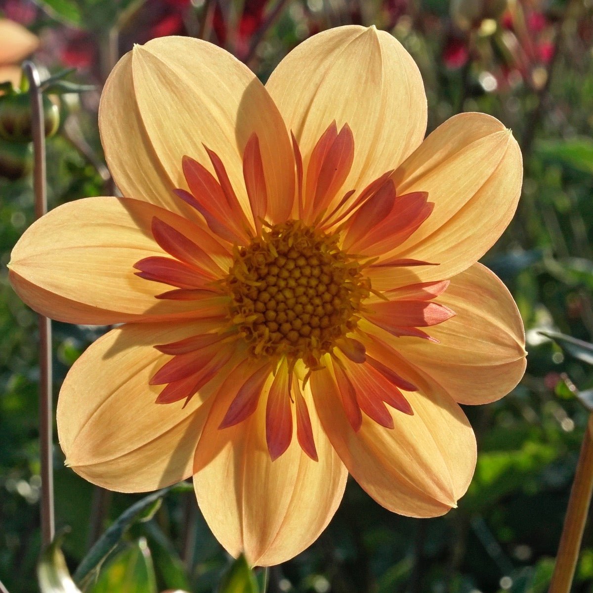 Dahlia Kelsey Annie Joy - Dahlias - Fluwel
