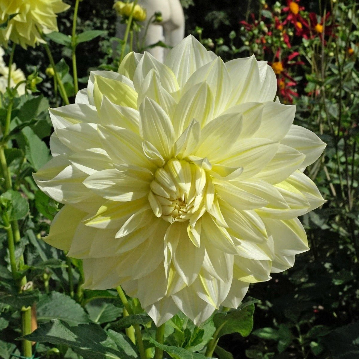 Dahlia La Luna - Dahlias - Fluwel