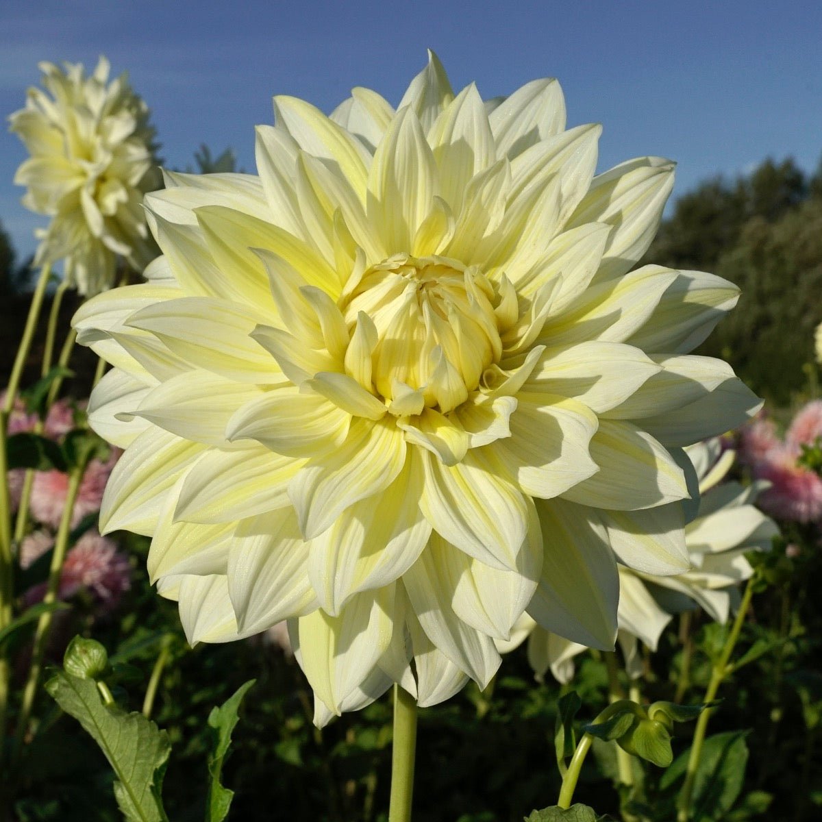 Dahlia La Luna - Dahlias - Fluwel