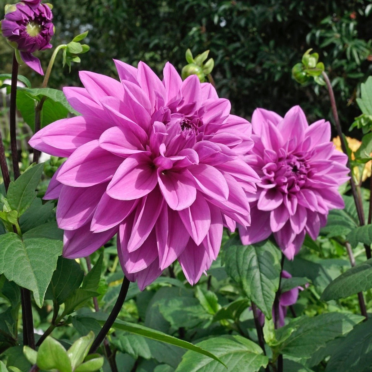 Dahlia Lilac Time - Dahlias - Fluwel