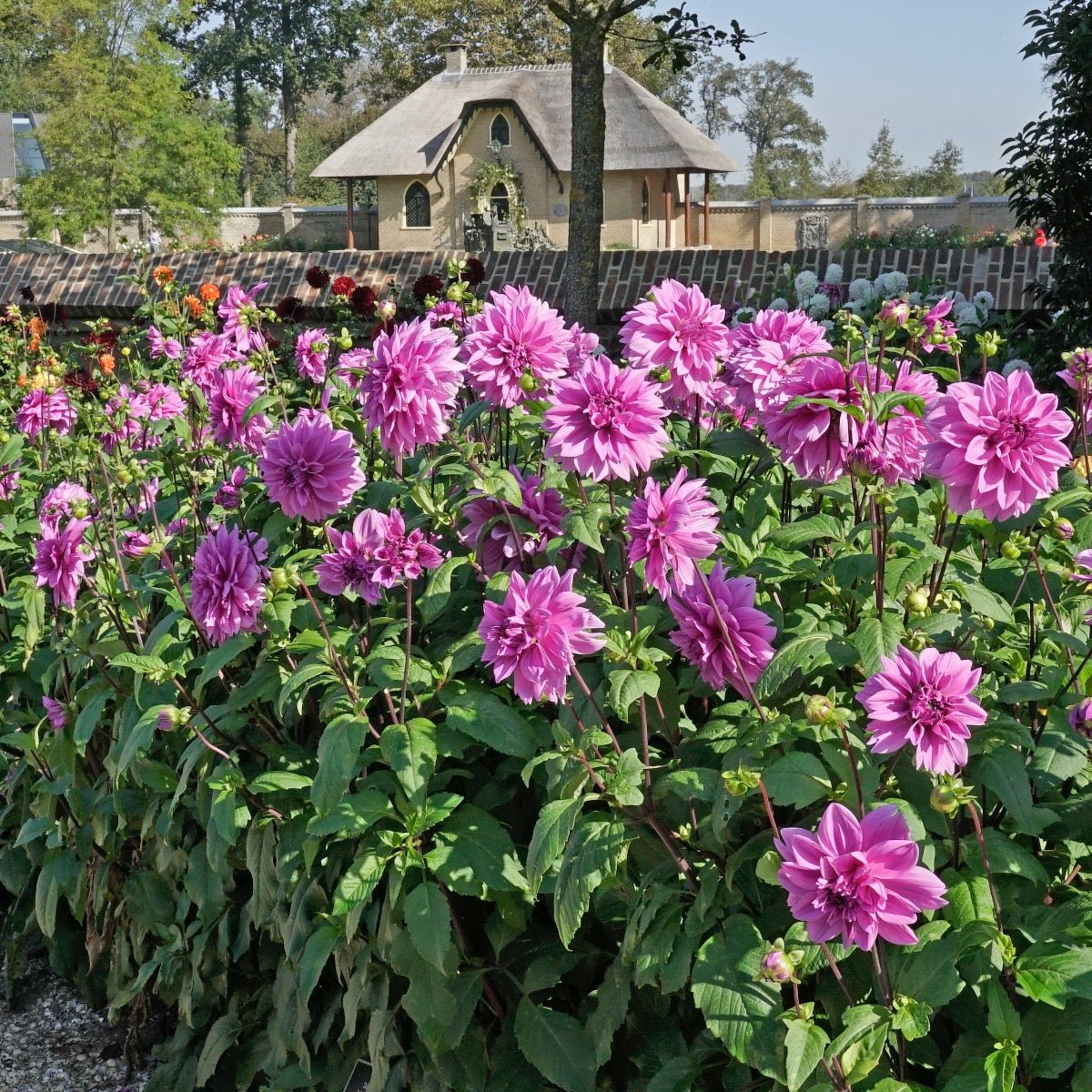 Dahlia Lilac Time - Dahlias - Fluwel