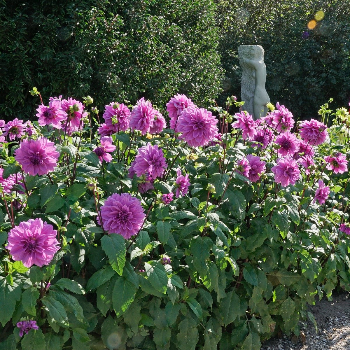 Dahlia Lilac Time - Dahlias - Fluwel