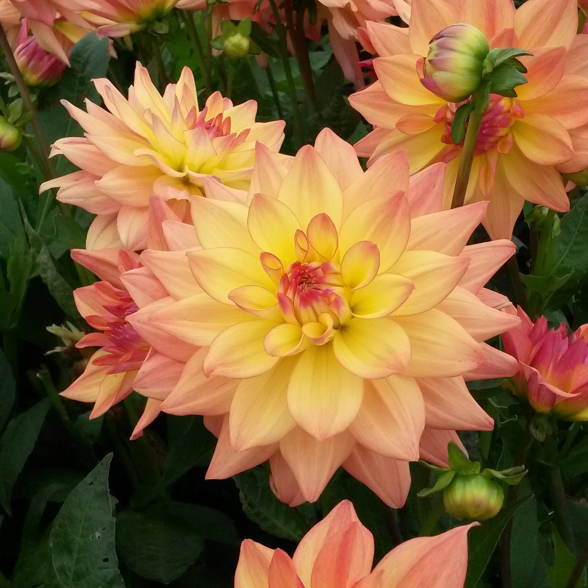 Dahlia Melody Dora - Dahlias - Fluwel
