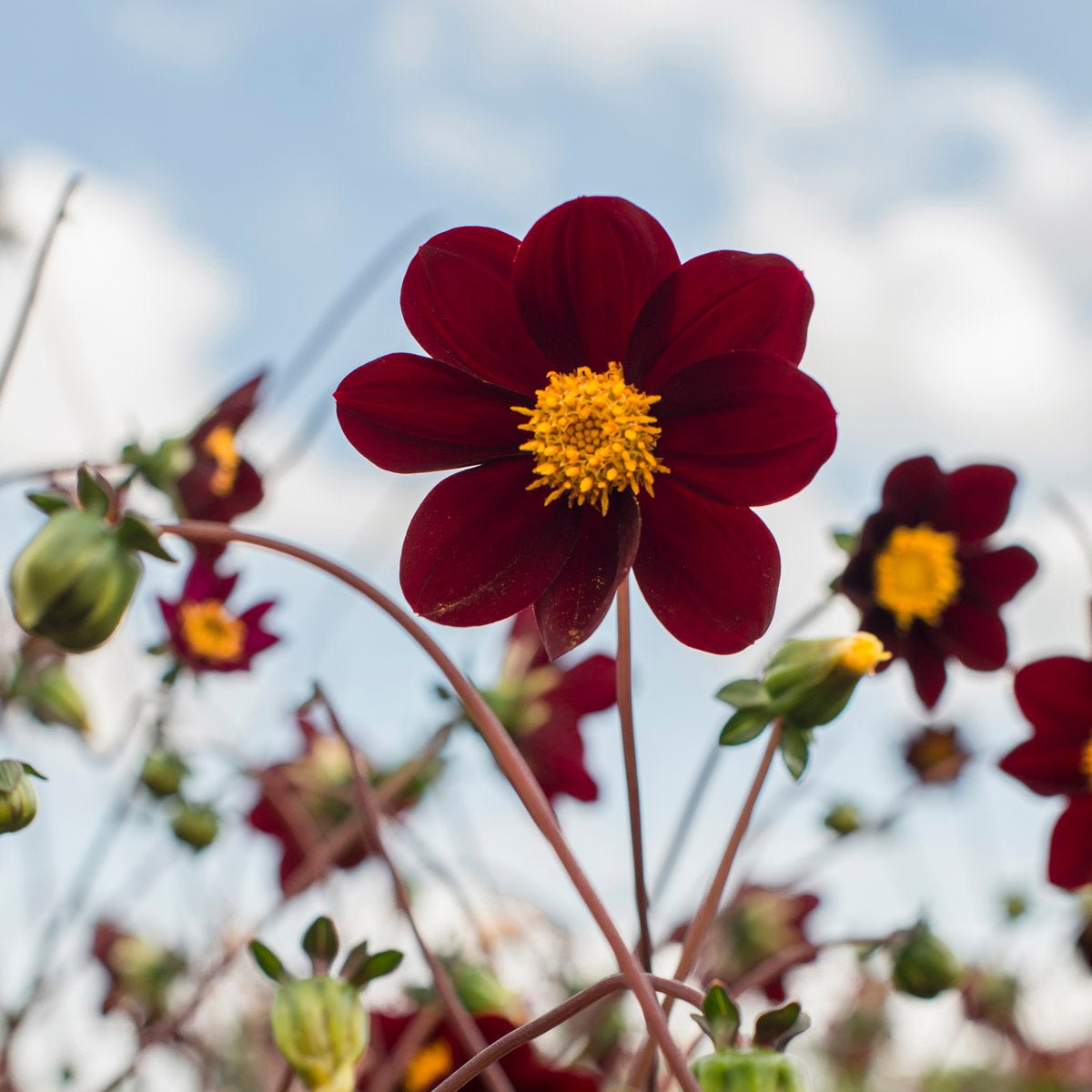 Dahlia Mexican Star - Dahlias - Fluwel