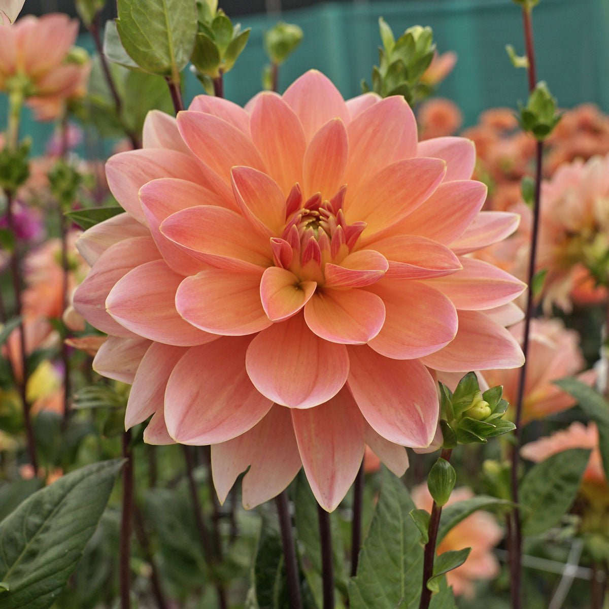 Dahlia Mister Frans - Dahlias - Fluwel