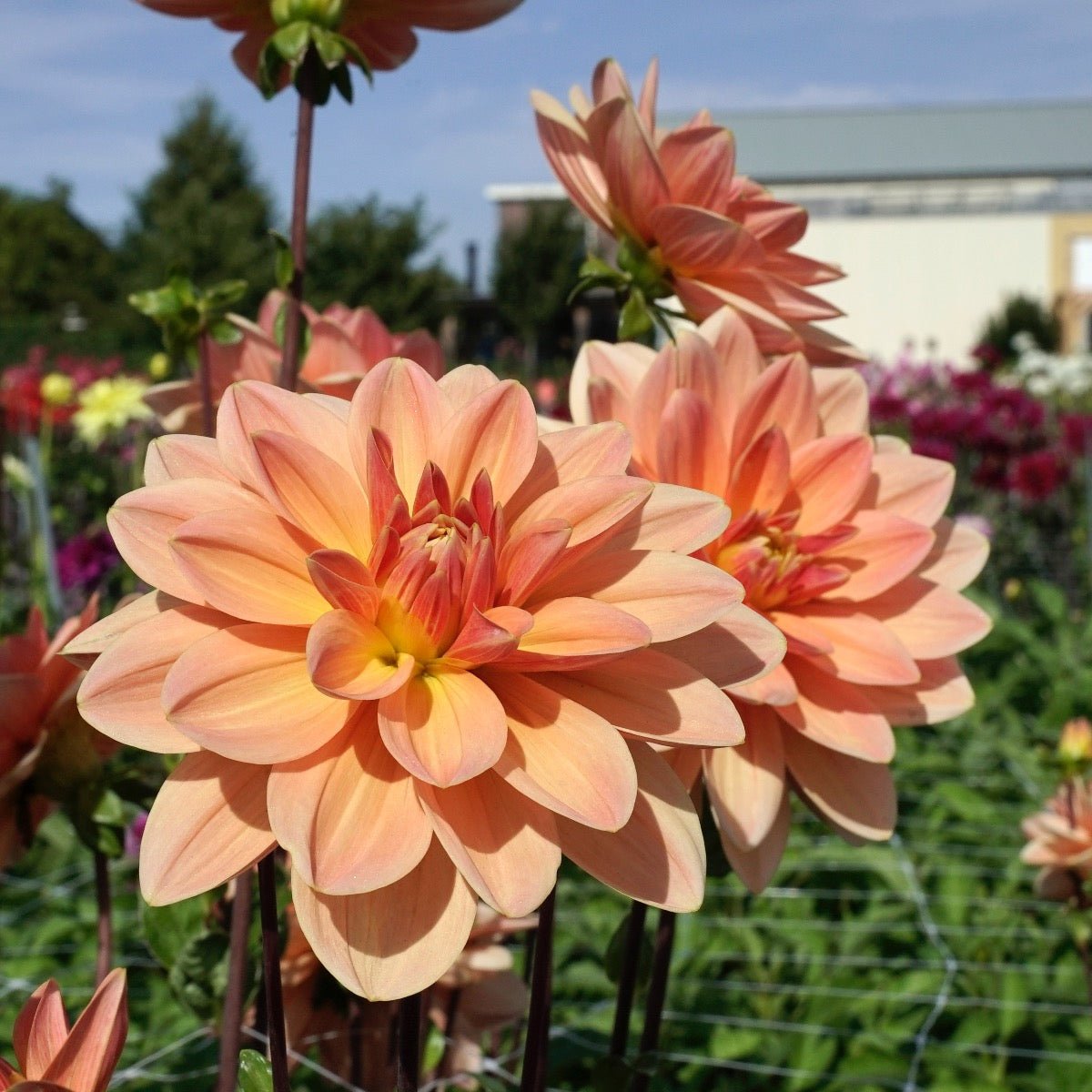 Dahlia Mister Frans - Dahlias - Fluwel