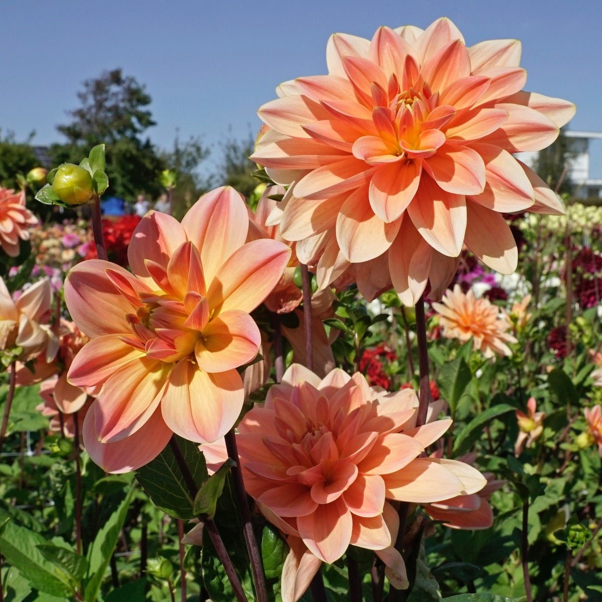 Dahlia Mister Frans - Dahlias - Fluwel