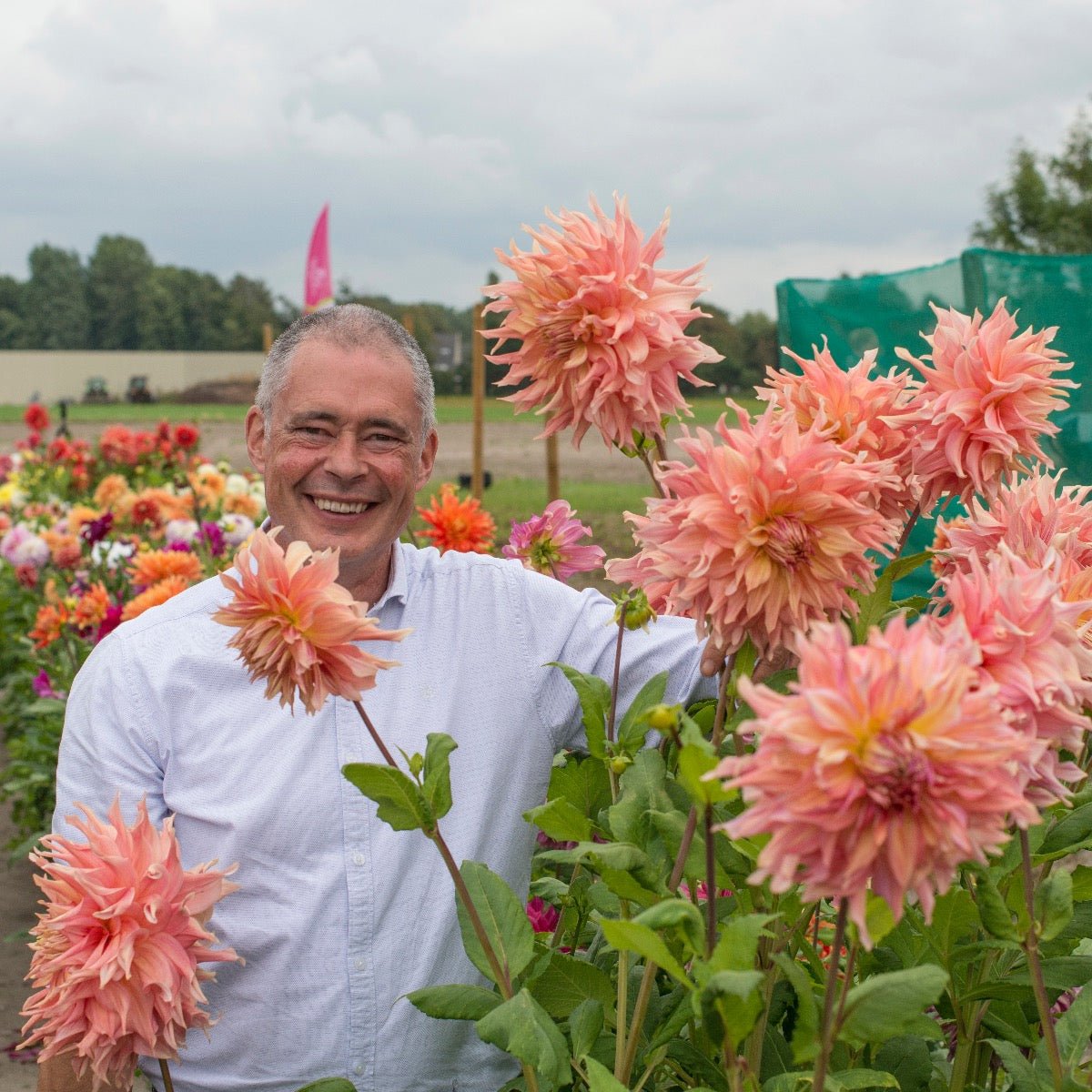 Dahlia Penhill Watermelon - Dahlias - Fluwel