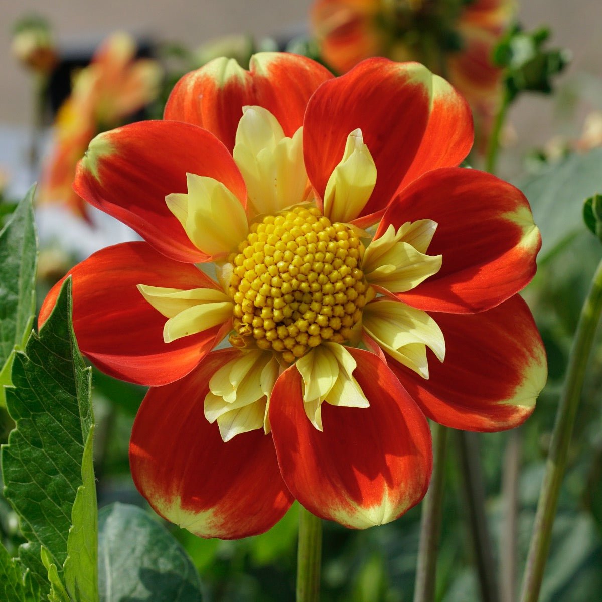Dahlia Pooh - Dahlias - Fluwel