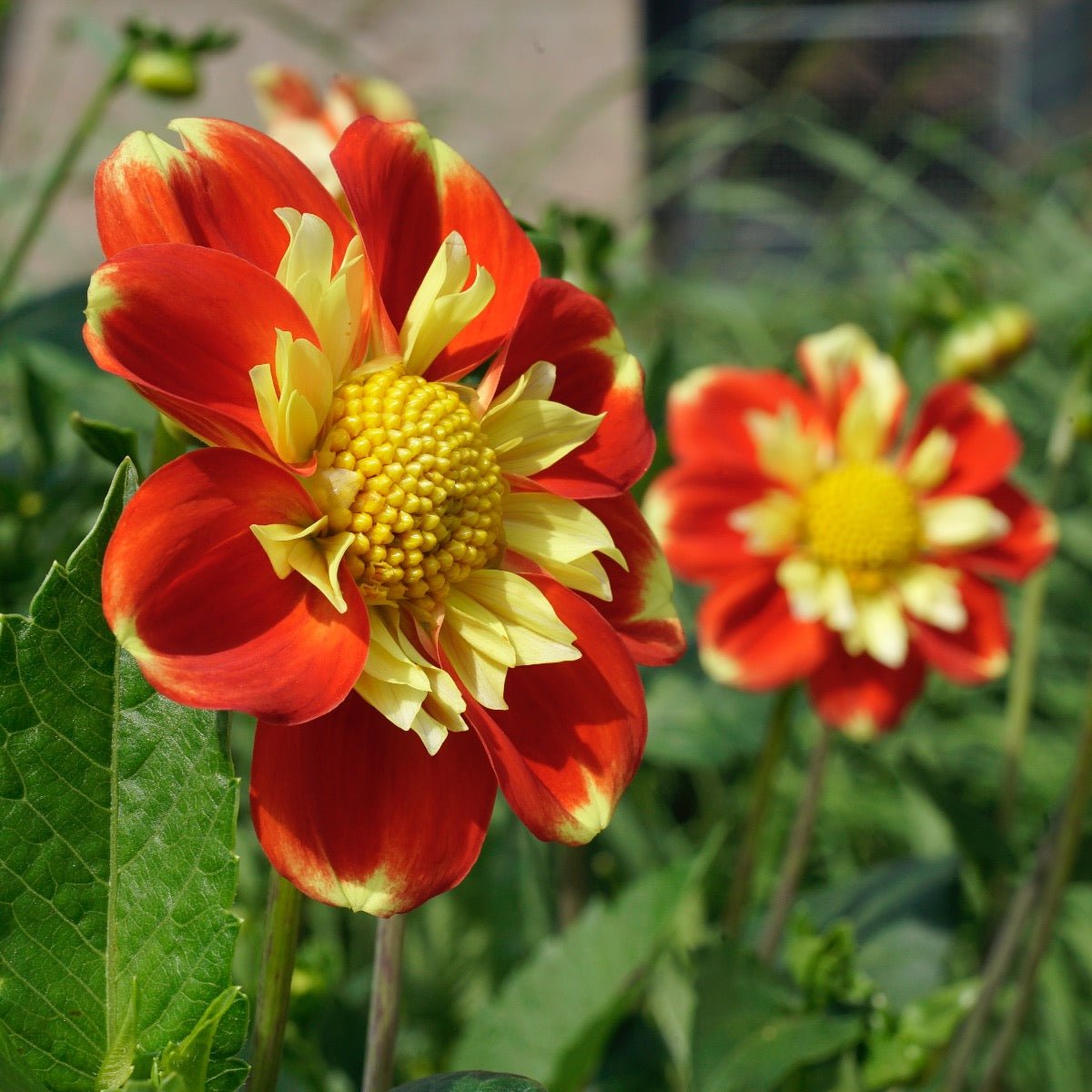 Dahlia Pooh - Dahlias - Fluwel