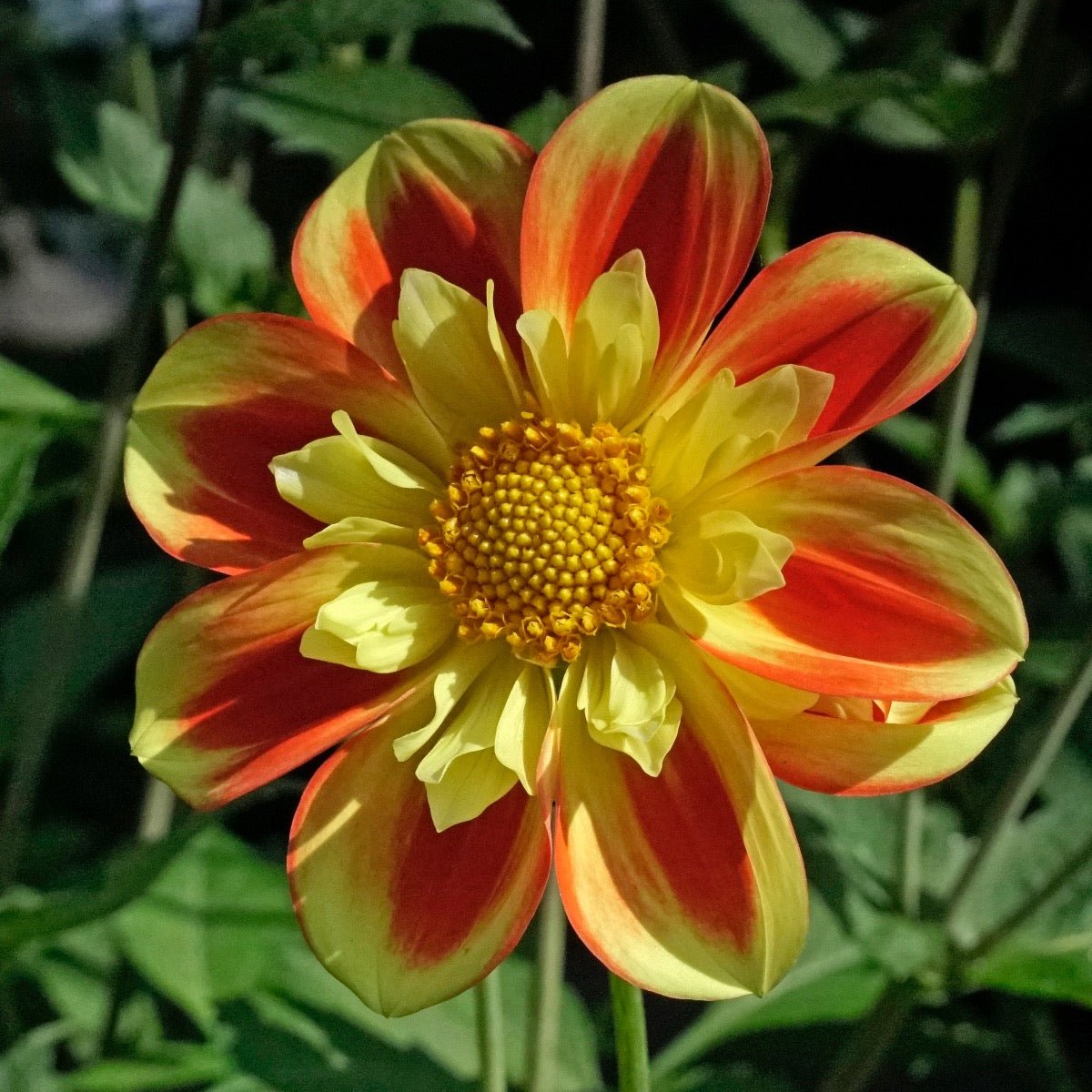 Dahlia Pooh - Dahlias - Fluwel