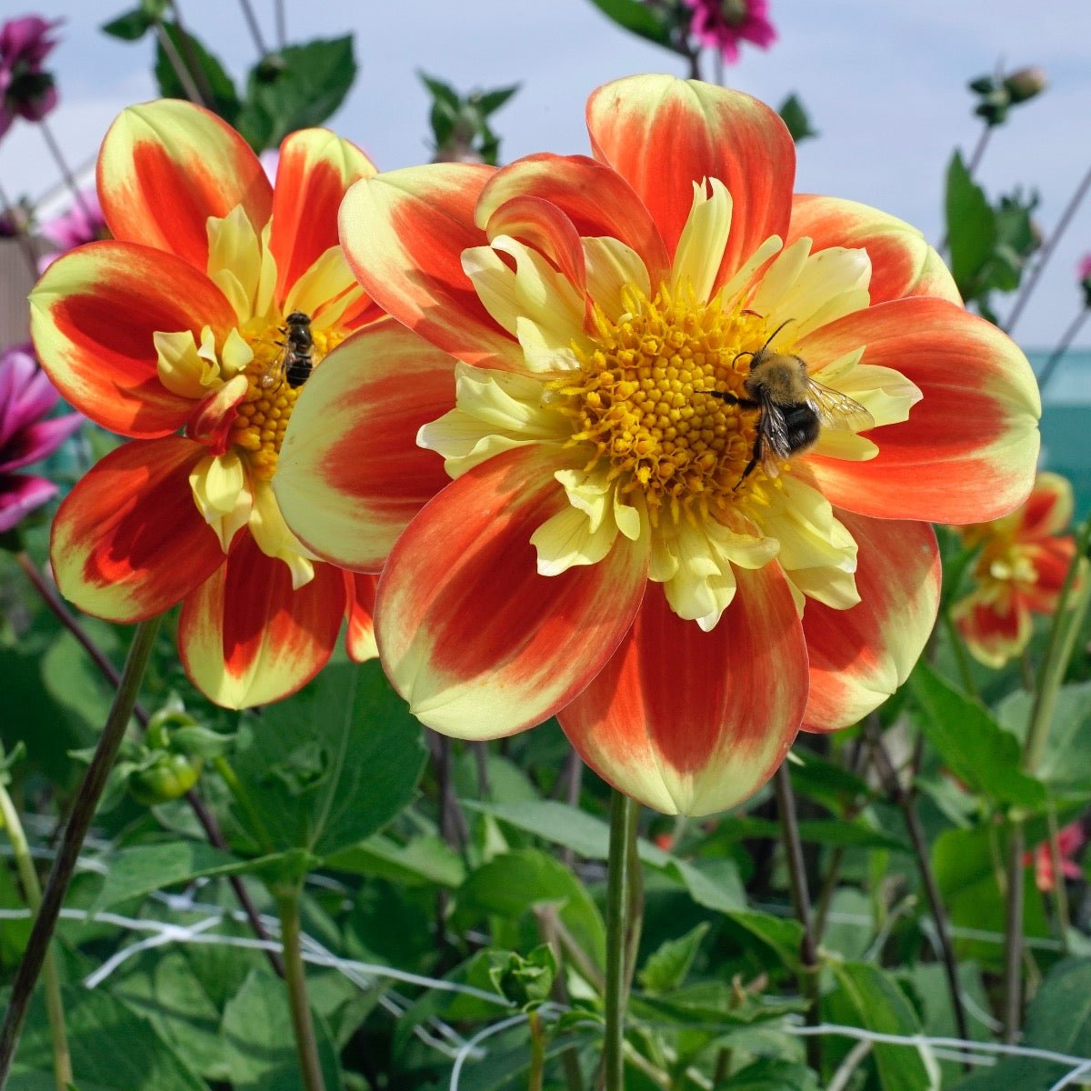 Dahlia Pooh - Dahlias - Fluwel