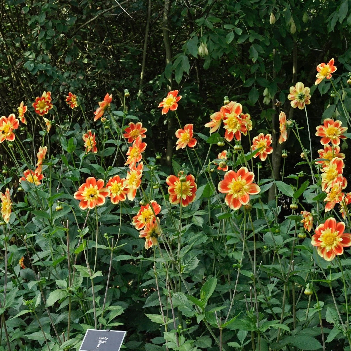 Dahlia Pooh - Dahlias - Fluwel