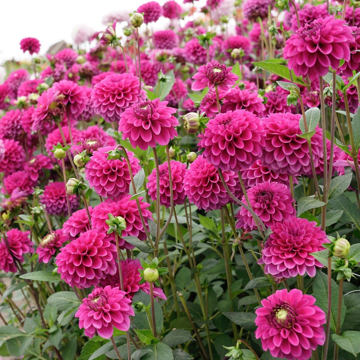 Dahlia Purple Fox - Dahlias - Fluwel