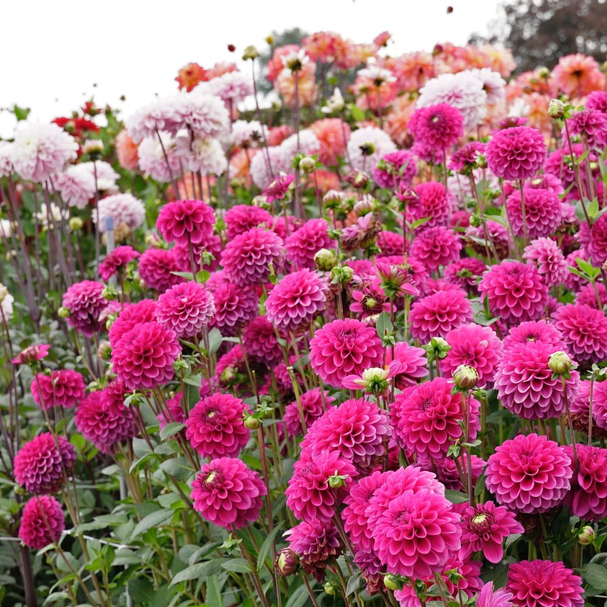 Dahlia Purple Fox - Dahlias - Fluwel