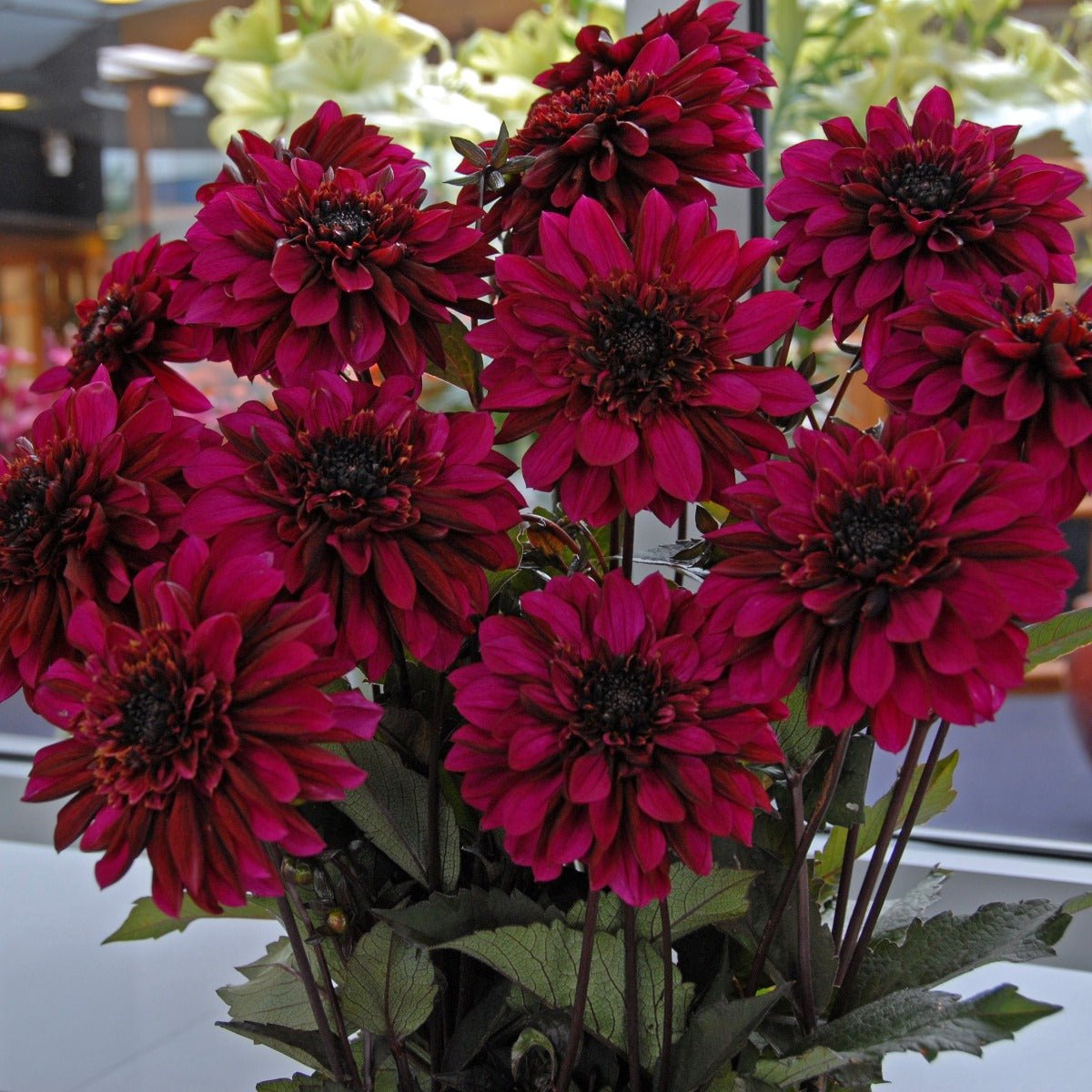 Dahlia Purple Haze - Dahlias - Fluwel