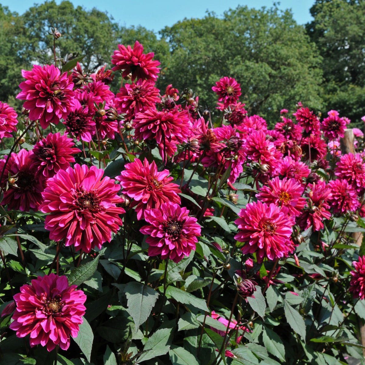 Dahlia Purple Haze - Dahlias - Fluwel