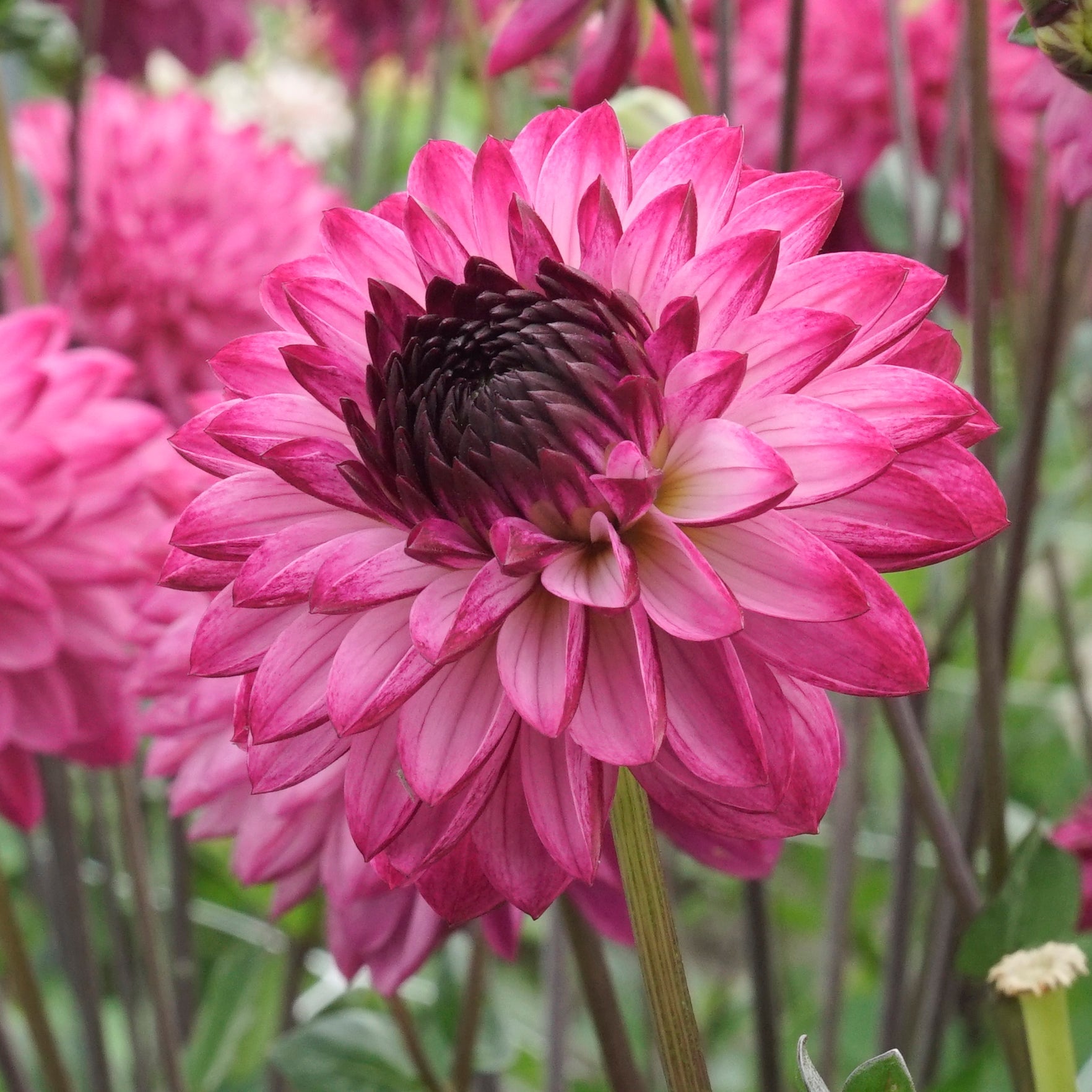 Dahlia Romantica - Dahlias - Fluwel