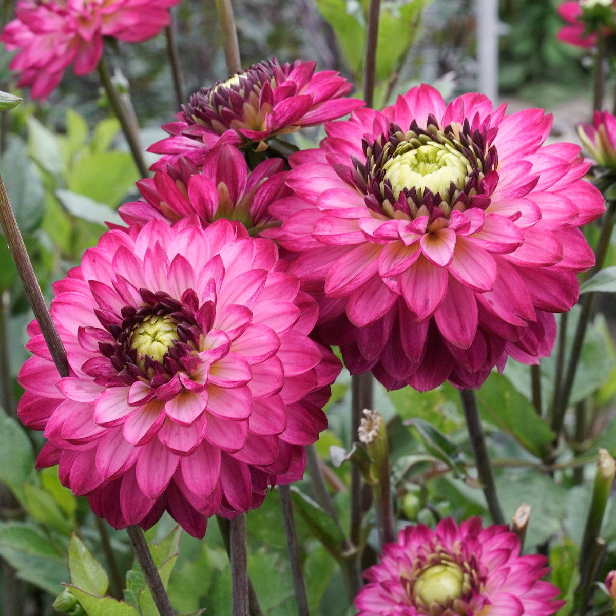 Dahlia Romantica - Dahlias - Fluwel