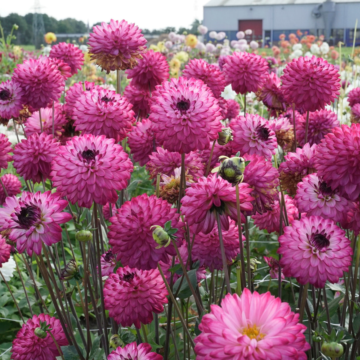 Dahlia Romantica - Dahlias - Fluwel