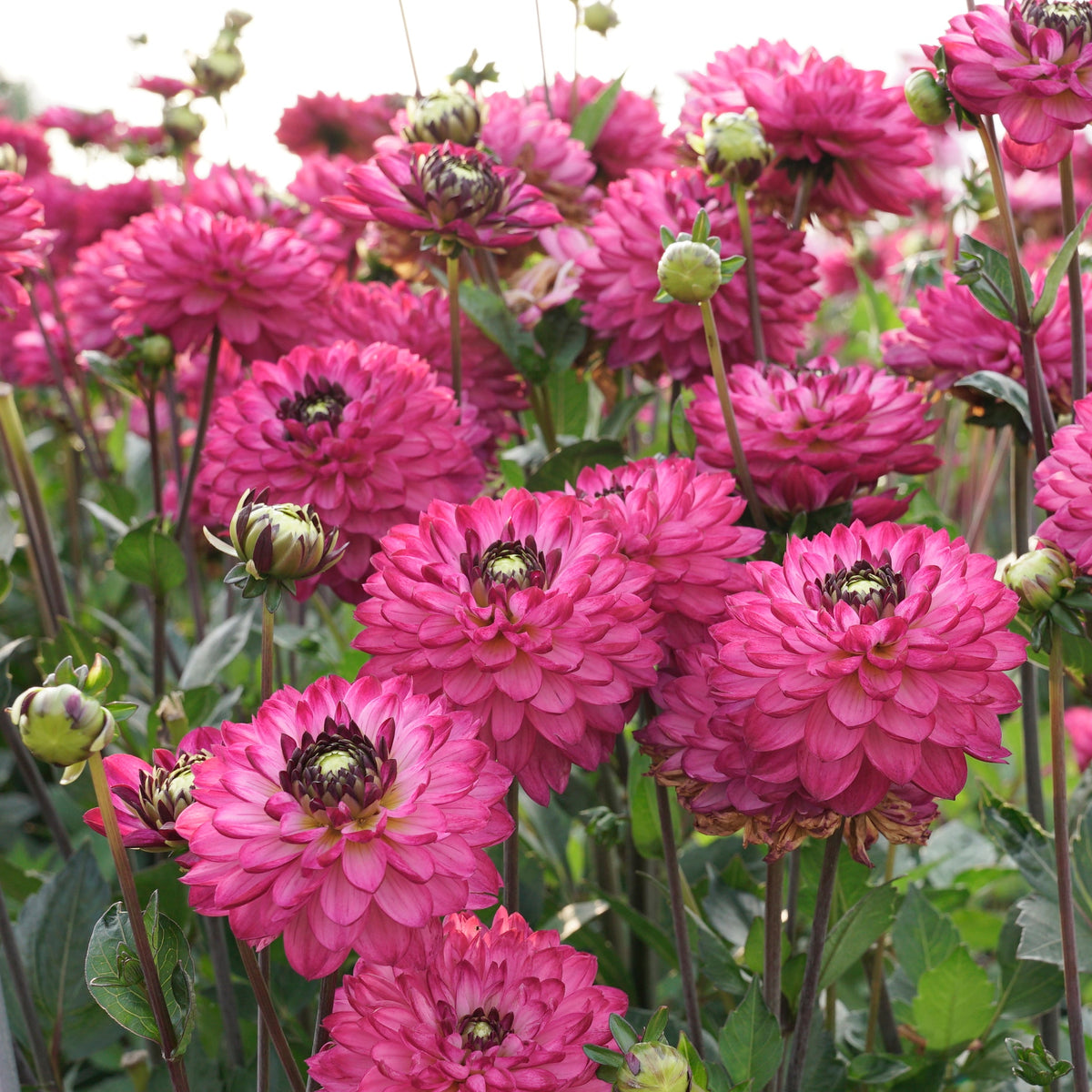 Dahlia Romantica - Dahlias - Fluwel