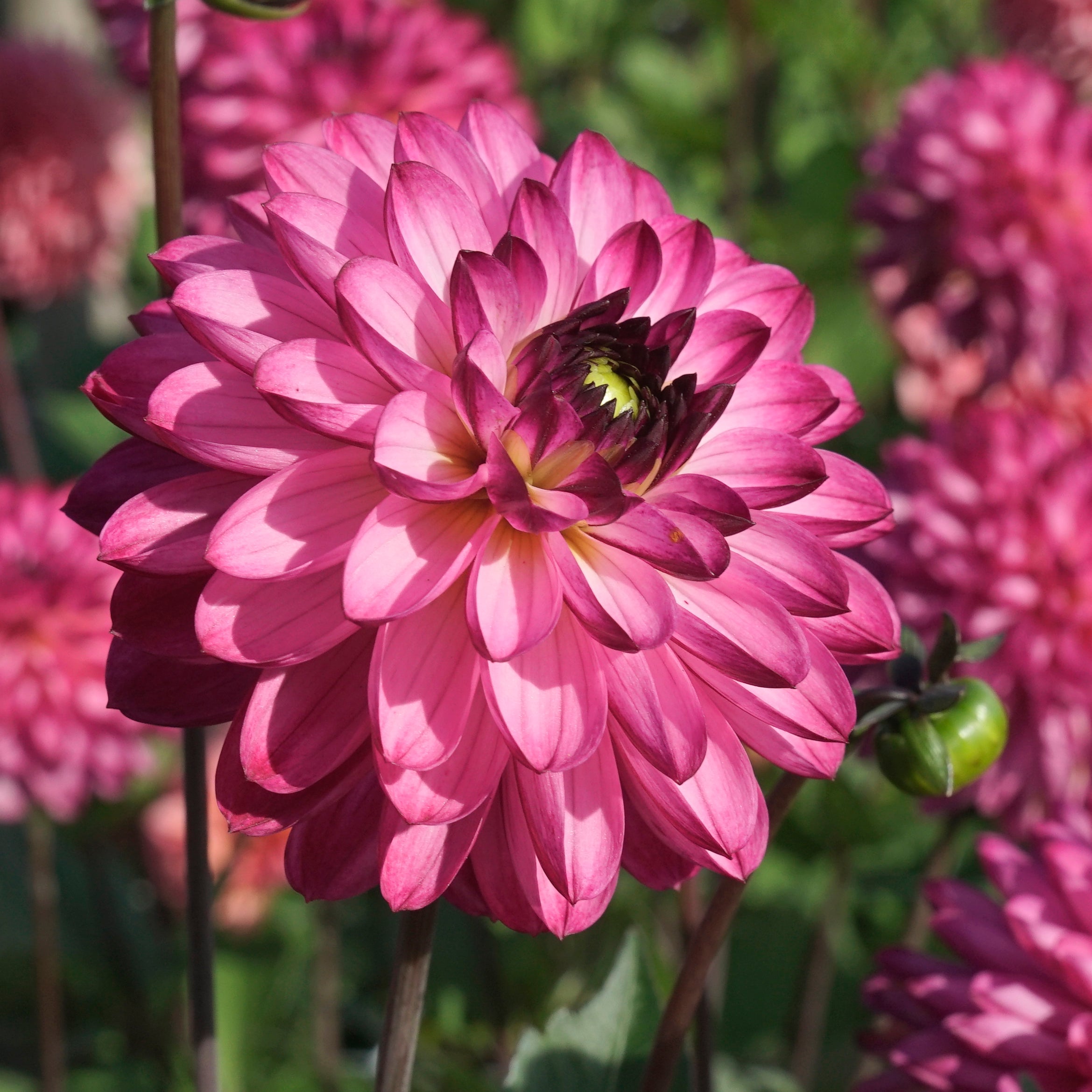 Dahlia Romantica - Dahlias - Fluwel