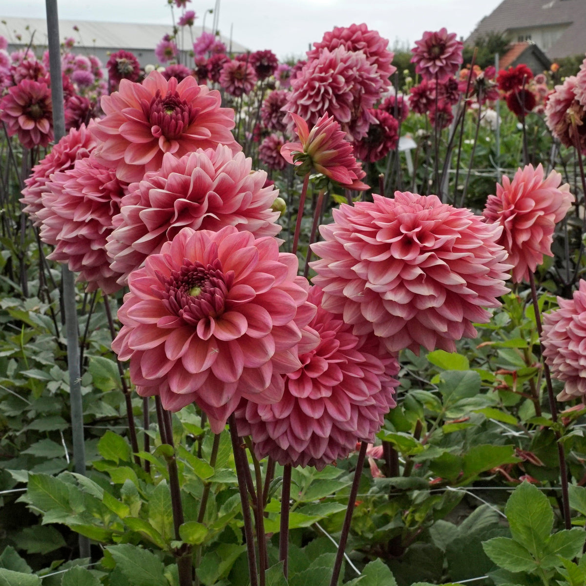 Dahlia Salmon Runner - Dahlias - Fluwel