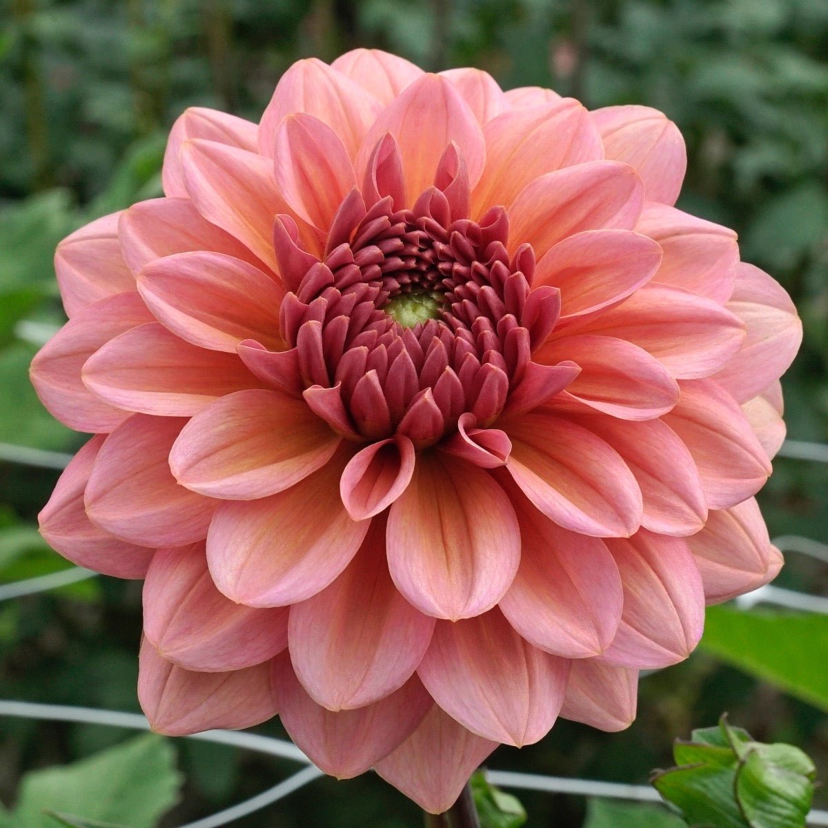 Dahlia Salmon Runner - Dahlias - Fluwel