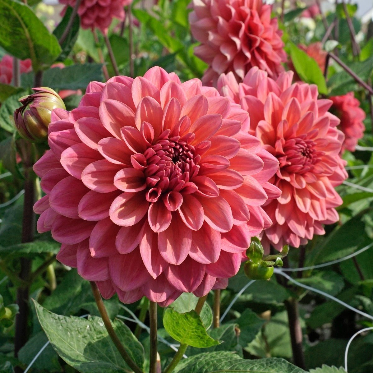 Dahlia Salmon Runner - Dahlias - Fluwel