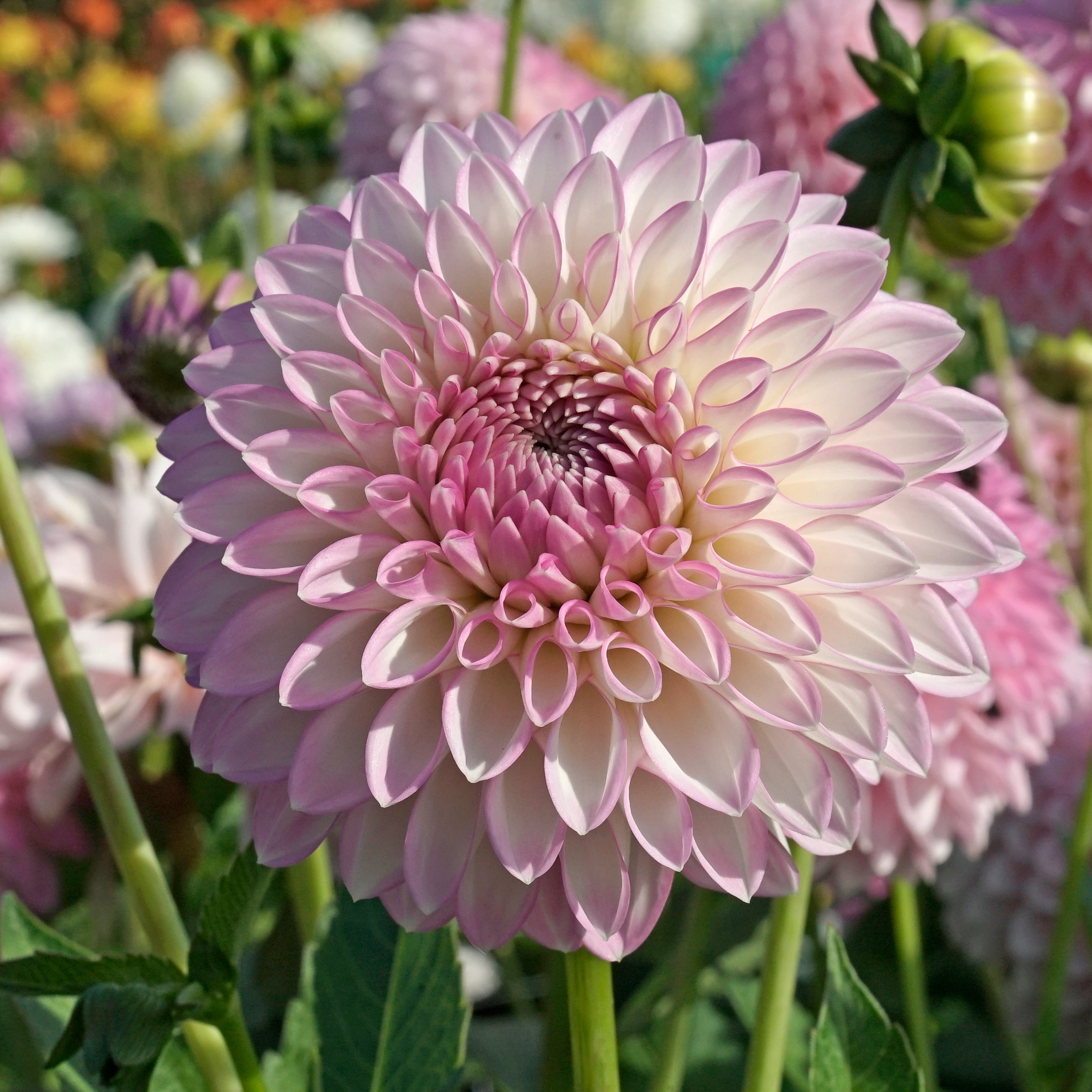 Dahlia Sefton Silvertop - Dahlias - Fluwel