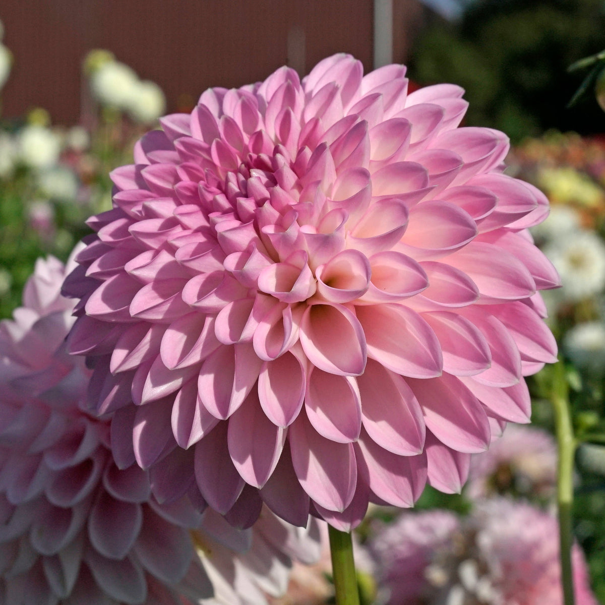 Dahlia Sefton Silvertop - Dahlias - Fluwel