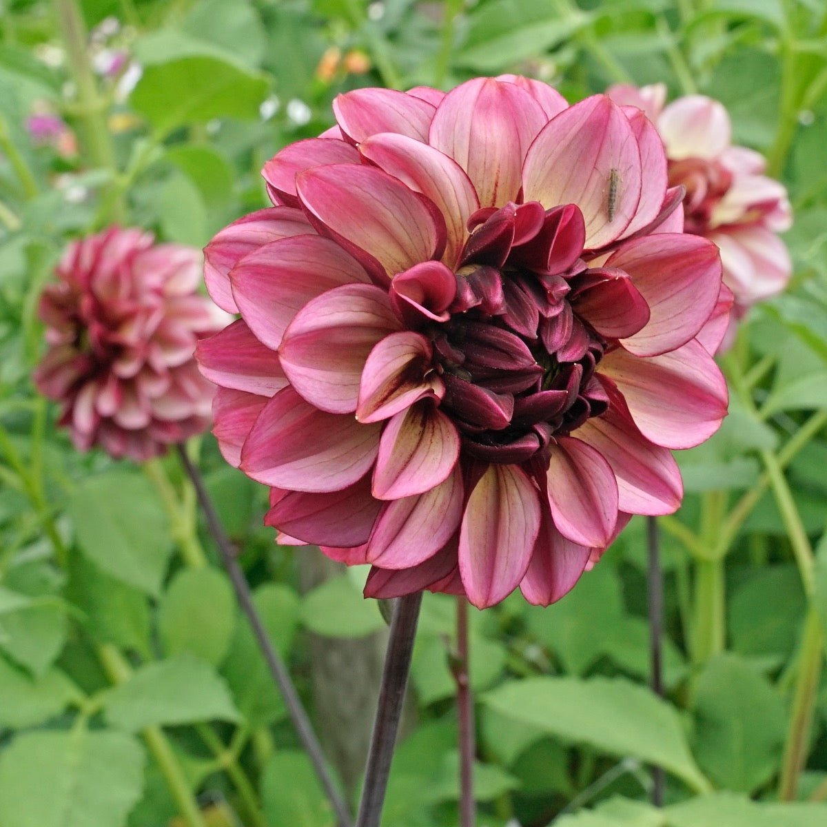 Dahlia Seniors Hope - Dahlias - Fluwel