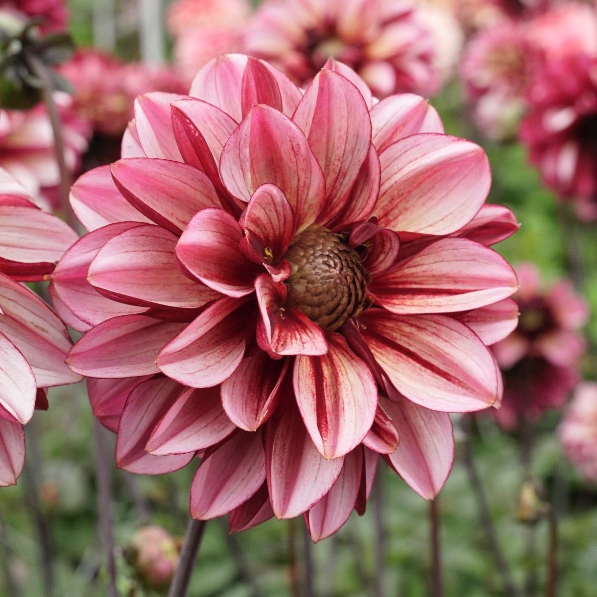 Dahlia Seniors Hope - Dahlias - Fluwel