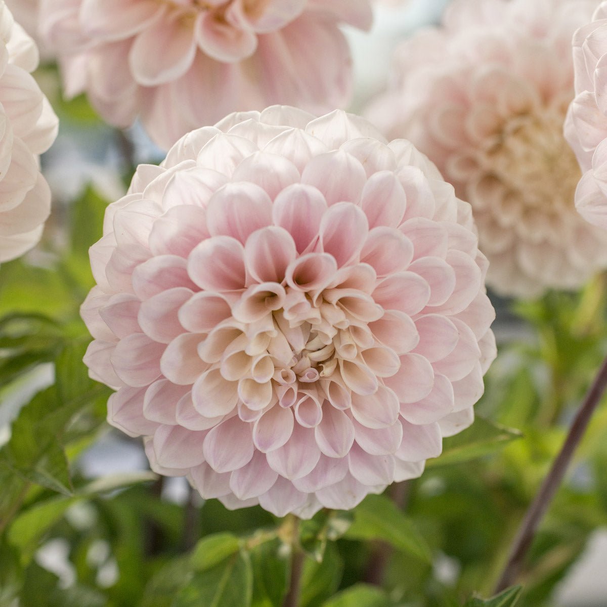 Dahlia Sweet Nathalie - Dahlias - Fluwel