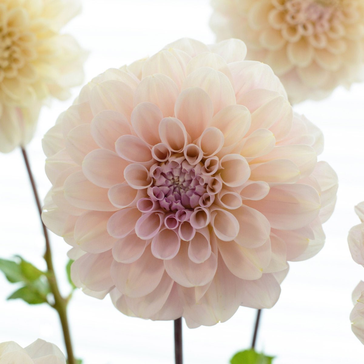 Dahlia Sweet Nathalie - Dahlias - Fluwel