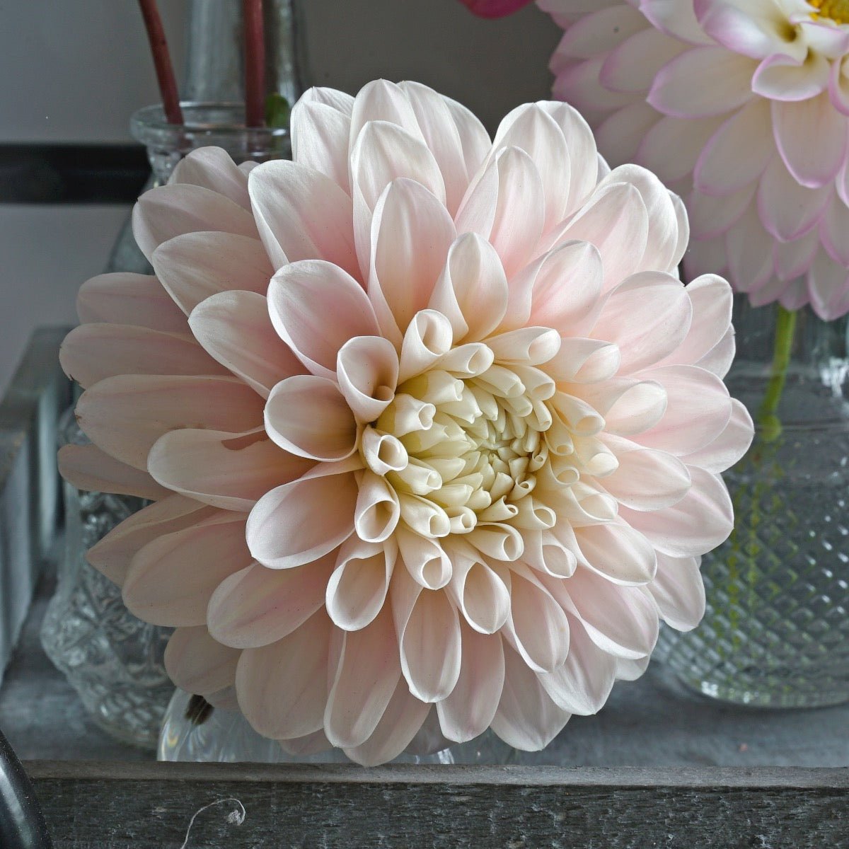 Dahlia Sweet Nathalie - Dahlias - Fluwel